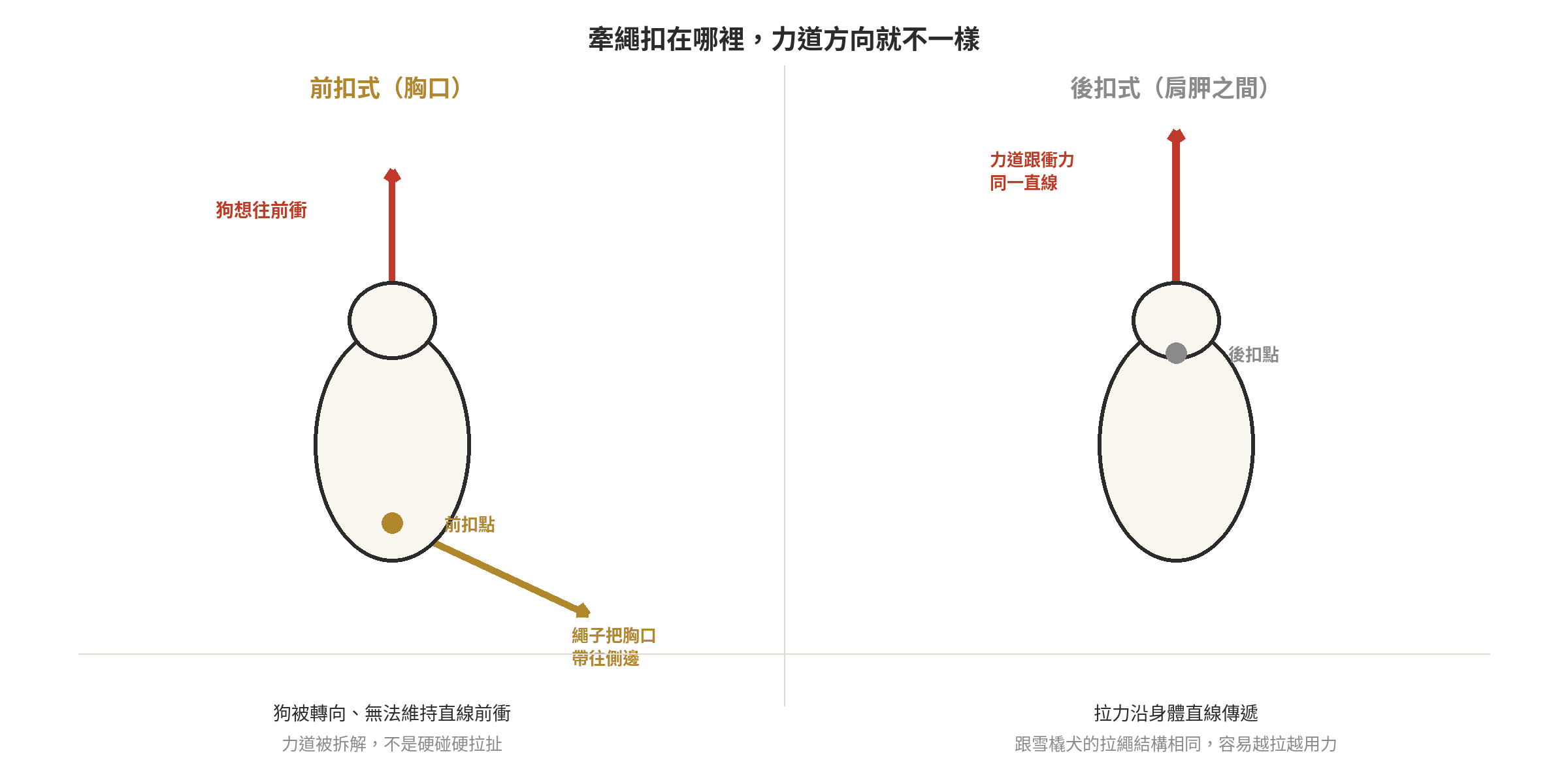 暴衝狗適合哪種牽引工具?胸背帶 vs P字鏈差異 前扣式胸背帶與後扣式胸背帶的拉力方向示意圖:前扣式把力道導向側邊使狗轉向,後扣式力道與衝力同一直線