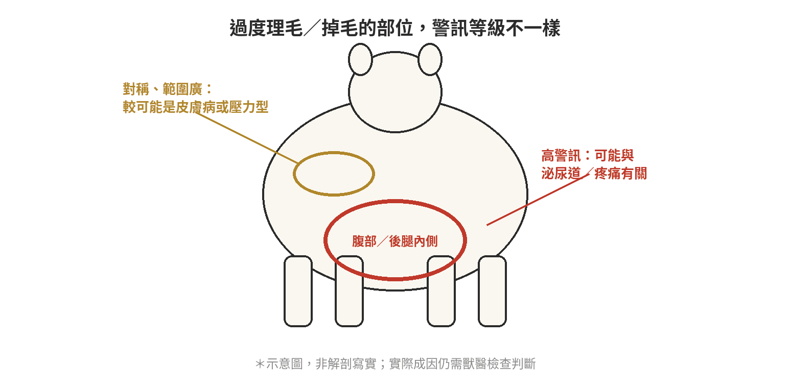 貓咪咬人/過度理毛怎麼辦?先排除壓力源再談訓練 貓咪過度理毛好發部位示意圖:腹部/後腿內側屬高警訊區