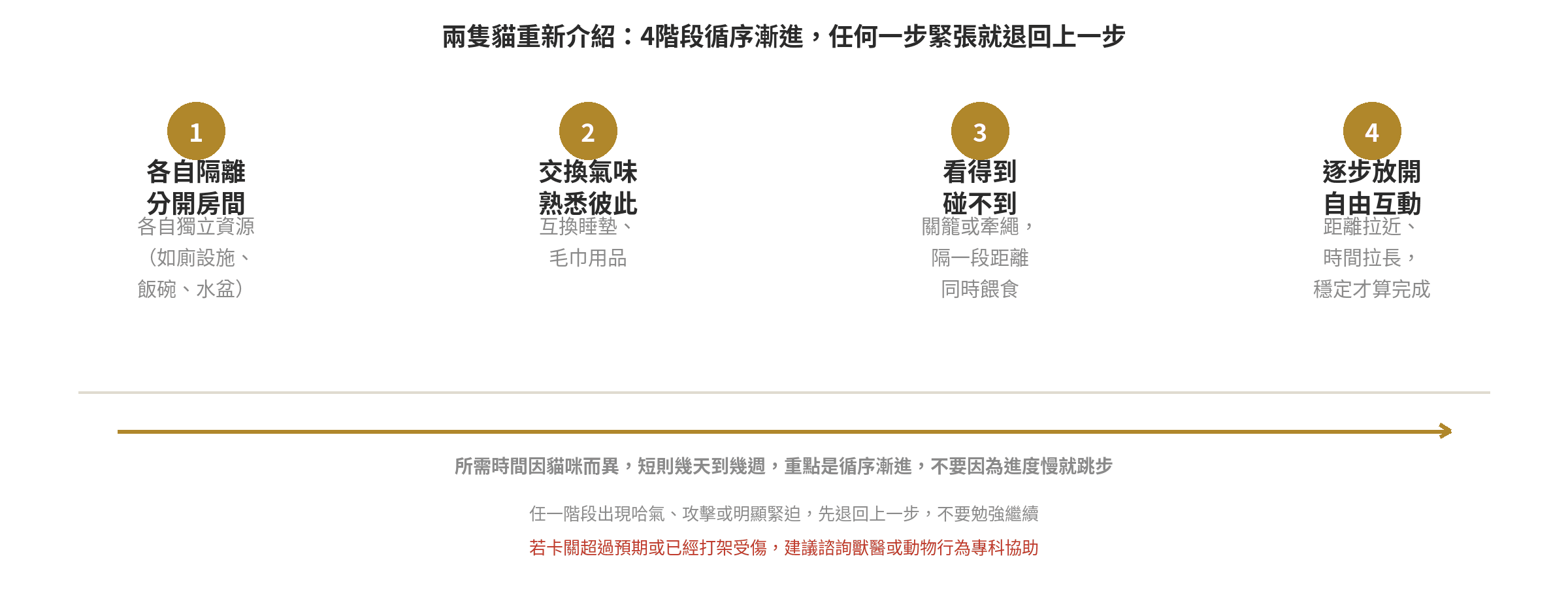 多貓家庭爭寵/打架怎麼辦?環境豐富化與資源分配 兩隻貓重新介紹4階段流程圖:隔離、交換氣味、視覺牽繩接觸、逐步放開自由互動